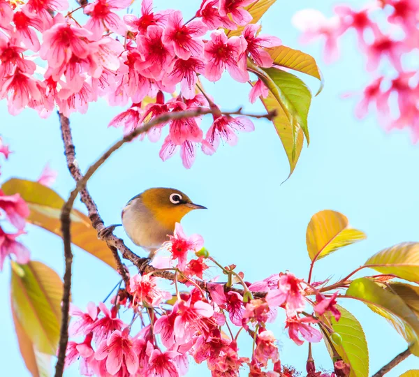 Pássaro em flor de cereja — Fotografia de Stock