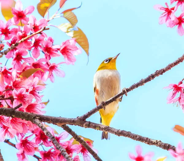 Pták na višňovém květu — Stock fotografie