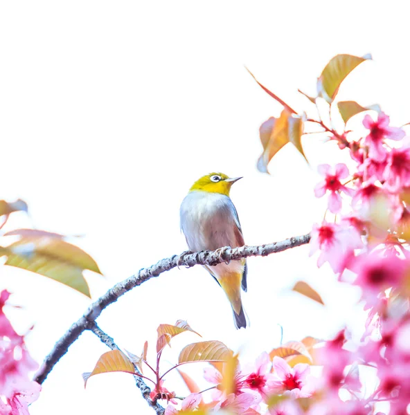 Pájaro en flor de cerezo —  Fotos de Stock