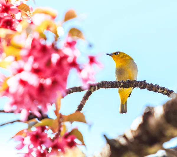 Pájaro en flor de cerezo — Foto de Stock