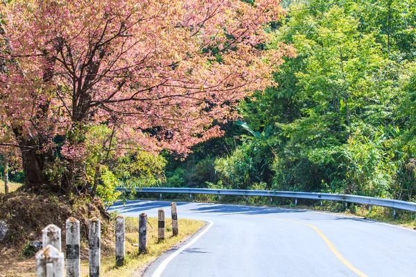 Strada lungo la strada hanno fiori di ciliegio — Foto Stock