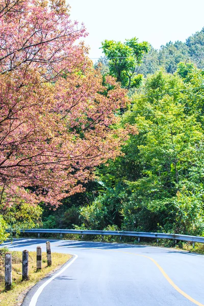 Route au bord de la route ont fleur de cerisier — Photo