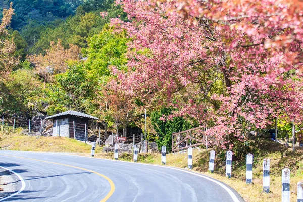 Strada lungo la strada hanno fiori di ciliegio — Foto Stock