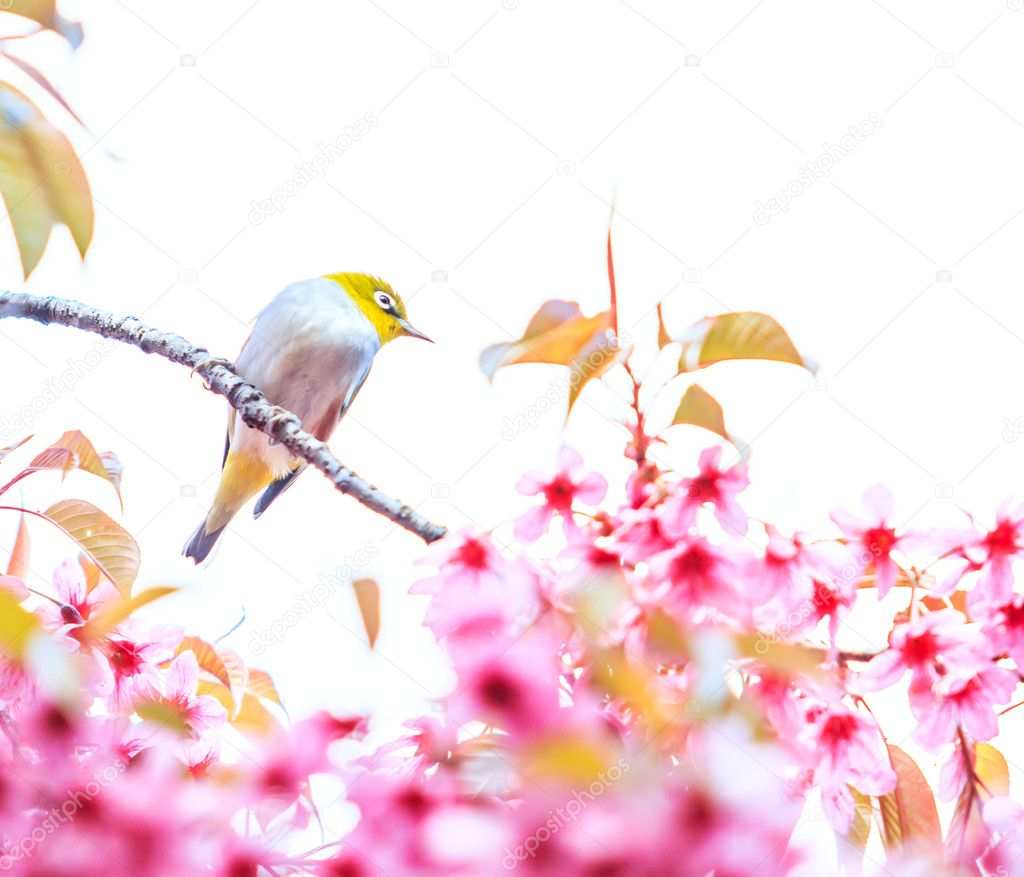 Bird on Cherry Blossom