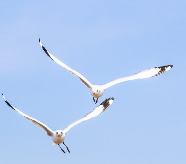Bir kuş göç martı olduğunu