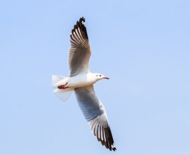 Bir kuş göç martı olduğunu