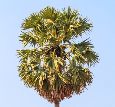 Şeker avuç içi ağaç