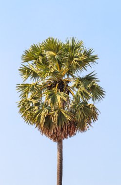 Şeker avuç içi ağaç