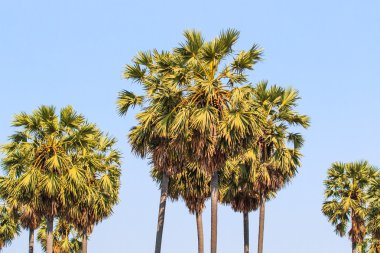 Şeker avuç içi ağaç