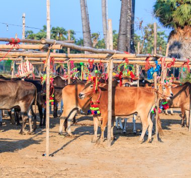 Yıllık adil güzel inek Yarışması
