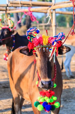 Yıllık adil güzel inek Yarışması