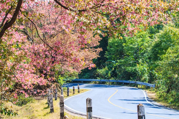 道路の道端がある桜の名所 — ストック写真