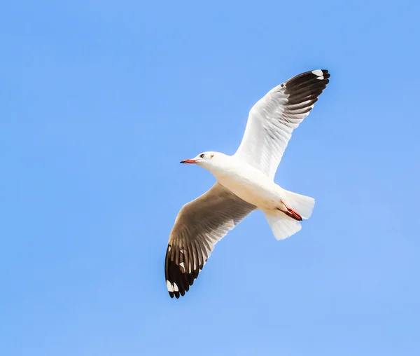 La gaviota es una migración de aves —  Fotos de Stock