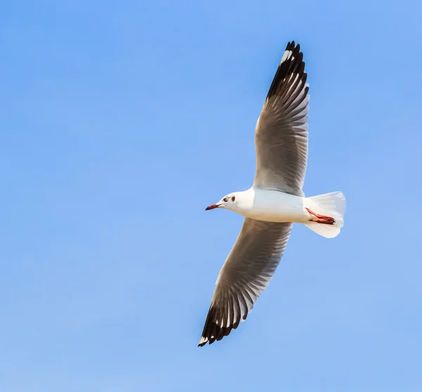 Möwe ist ein Vogelzug — Stockfoto