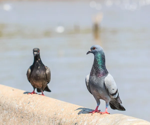 二羽の鳩 — ストック写真