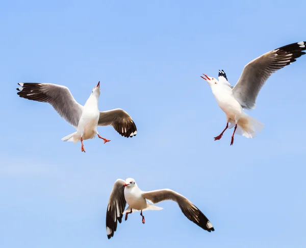 カモメは鳥の移行 — ストック写真