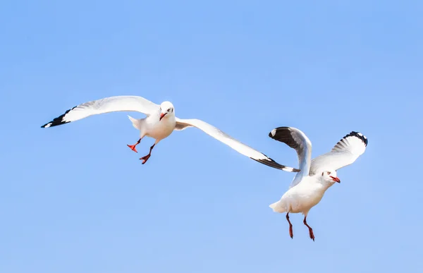 カモメは鳥の移行 — ストック写真