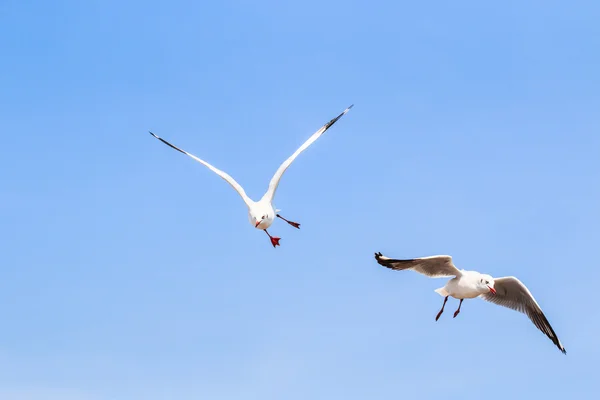 La gaviota es una migración de aves — Foto de Stock