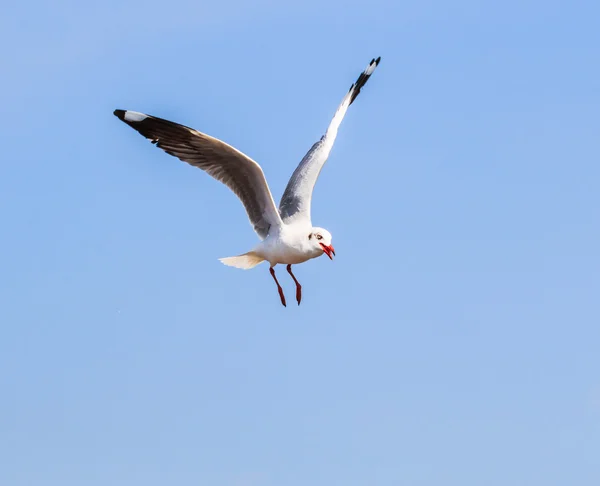 Möwenvogel auf Zugfahrt — Stockfoto