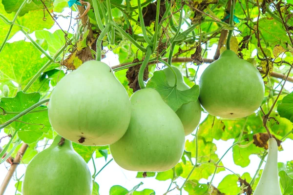 Pianta orticola calabash — Foto Stock