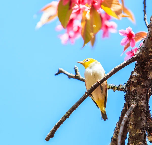 Pájaro en flor de cerezo —  Fotos de Stock