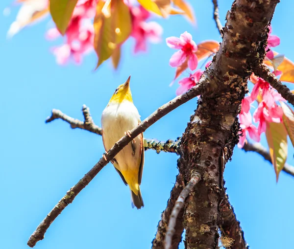 Oiseau sur fleur de cerisier — Photo