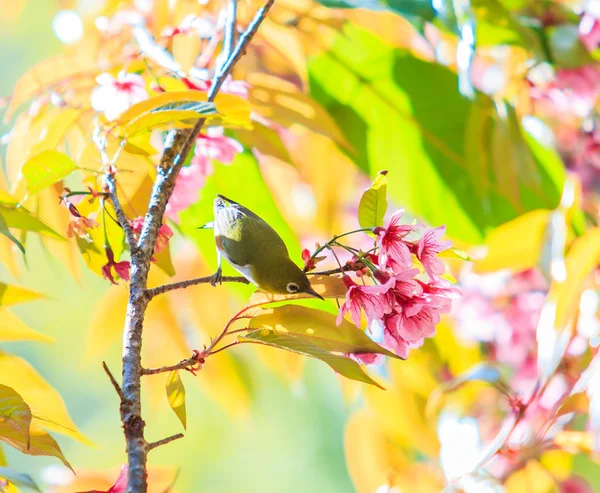 Vogel auf Kirschblüte — Stockfoto