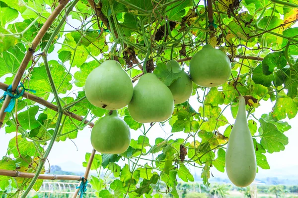 Calabaza planta calabacín — Foto de Stock