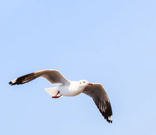 关于移徙的海鸥鸟 — 图库照片