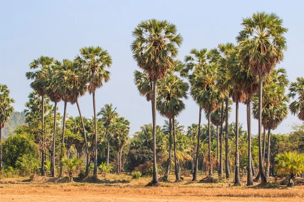 Suiker palmen boom — Stockfoto