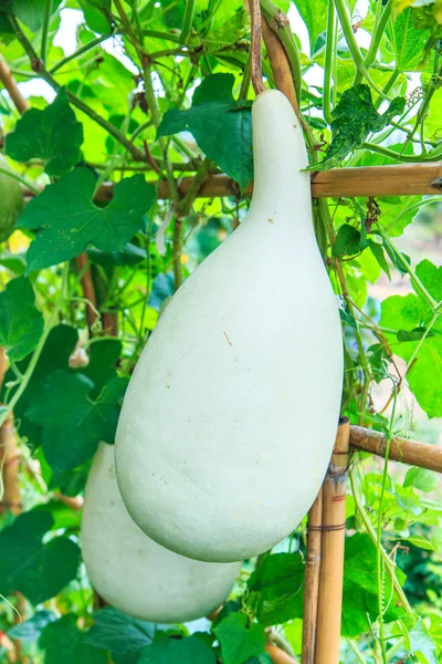 Kalebass växt zucchini — Stockfoto