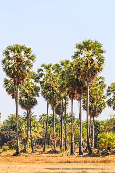 Suiker palmen boom — Stockfoto