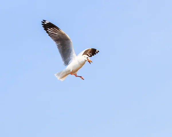 移行のかもめ鳥 — ストック写真