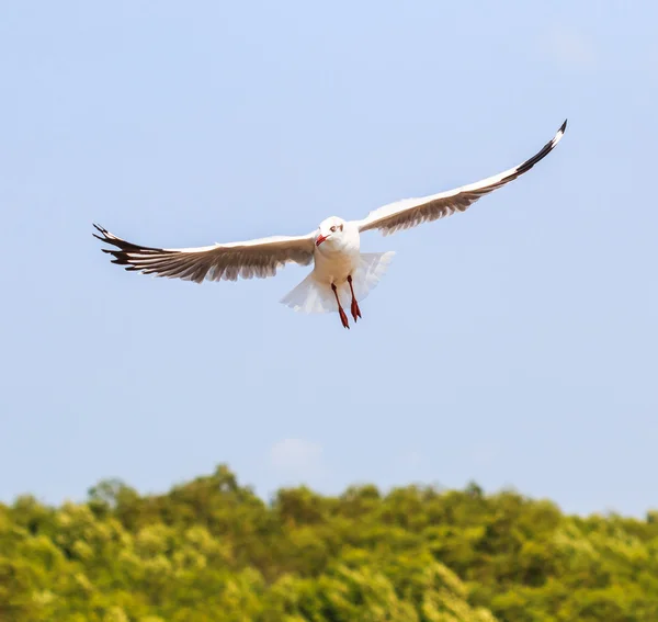 Seagull bird  on migration — Stock Photo, Image