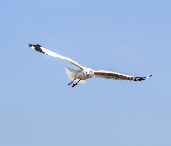 Martı kuş göç — Stok fotoğraf