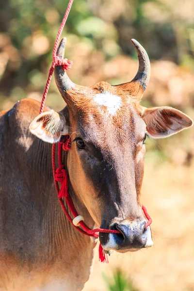 毎年恒例の公正な美しい牛コンテスト — ストック写真
