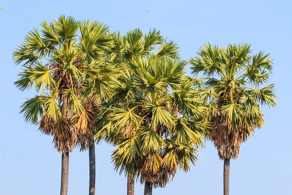 Sugar palms tree — Stock Photo, Image