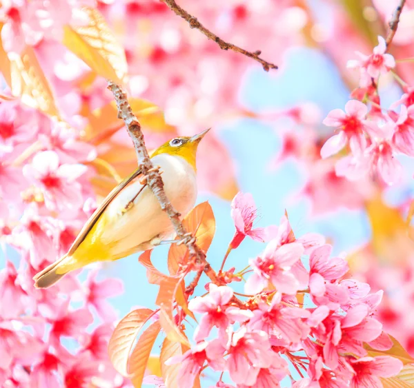 Uccello in fiore di ciliegio — Foto Stock