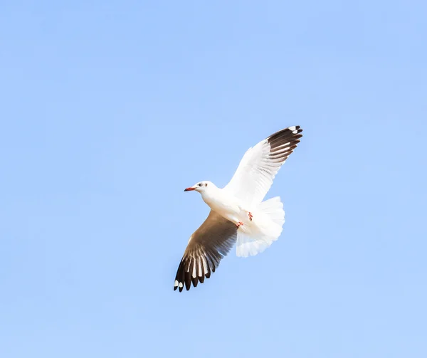 Möwenvogel auf Zugfahrt — Stockfoto