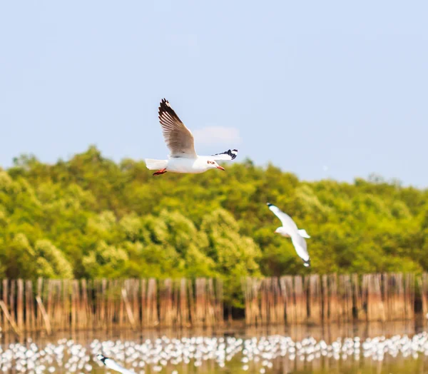 Aves da gaivota na migração — Fotografia de Stock