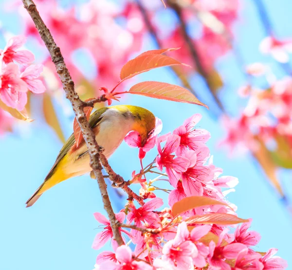 Pássaro em flor de cereja — Fotografia de Stock