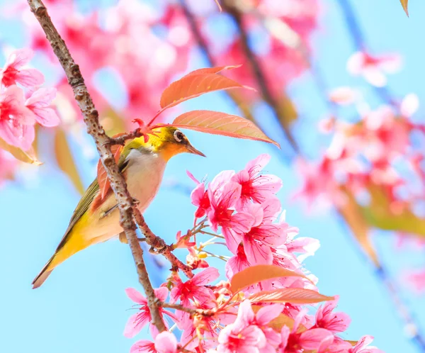 Vogel op kersenbloesem — Stockfoto