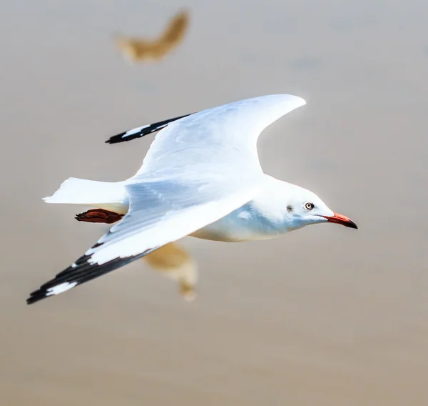Seagull vogel over migratie — Stockfoto