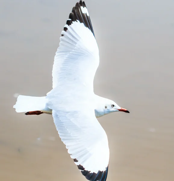 关于移徙的海鸥鸟 — 图库照片