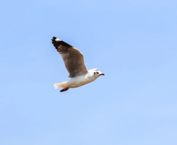 Seagull bird  on migration — Stock Photo, Image