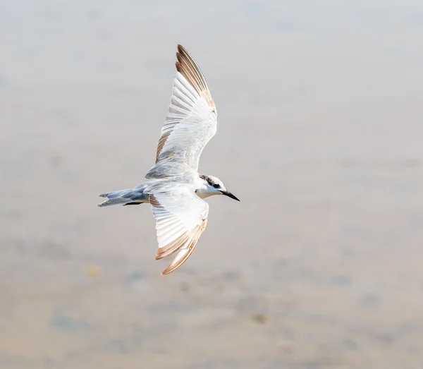 Seagull bird  on migration — Stock Photo, Image