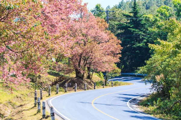 Route au bord de la route ont fleur de cerisier Image En Vente