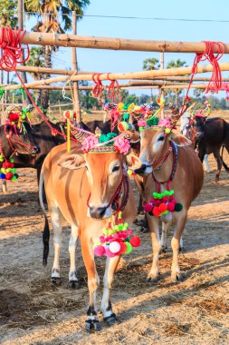 Yıllık adil güzel inek Yarışması