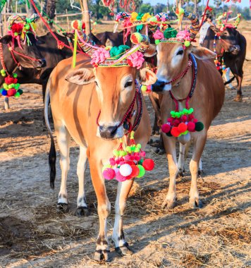 Yıllık adil güzel inek Yarışması