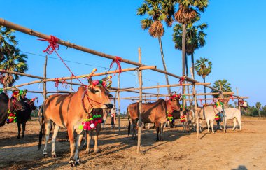 Yıllık adil güzel inek Yarışması